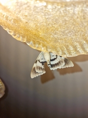 Catocala fraxini
