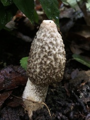 Phallus ravenelii