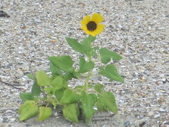 Helianthus debilis