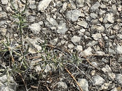 Cylindropuntia leptocaulis