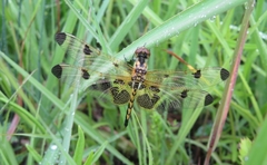 Celithemis elisa
