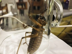 Nesoecia