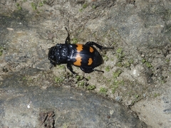 Nicrophorus vespilloides