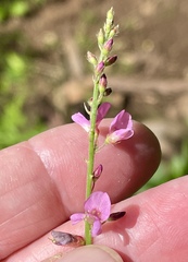 Desmodium incanum