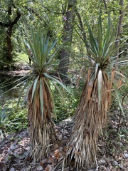 Yucca gloriosa tristis