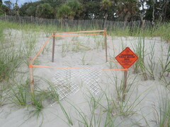Caretta caretta
