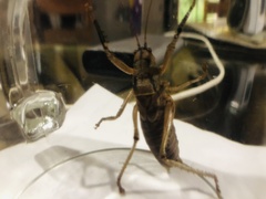 Nesoecia