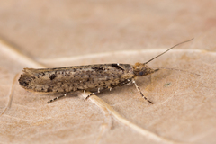 Ypsolopha ustella