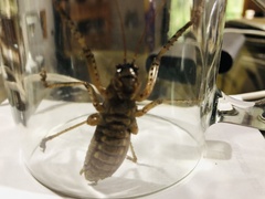 Nesoecia