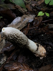 Phallus ravenelii