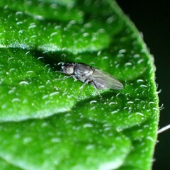 Milichiidae