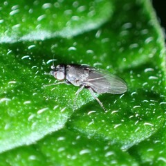 Milichiidae