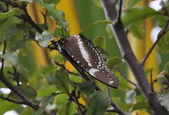 Hypolimnas bolina nerina