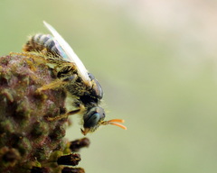 Perdita