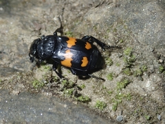 Nicrophorus vespilloides