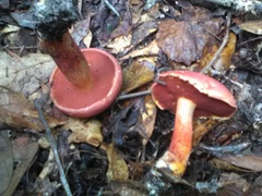 Exsudoporus floridanus