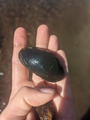Unionoidea