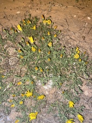 Xanthisma spinulosum