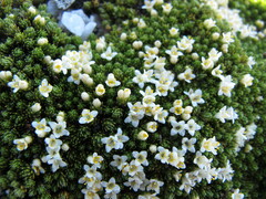 Kelleria