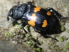 Nicrophorus vespilloides