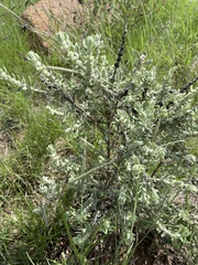 Buddleja scordioides