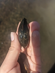 Unionoidea