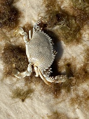 Arenaeus cribrarius