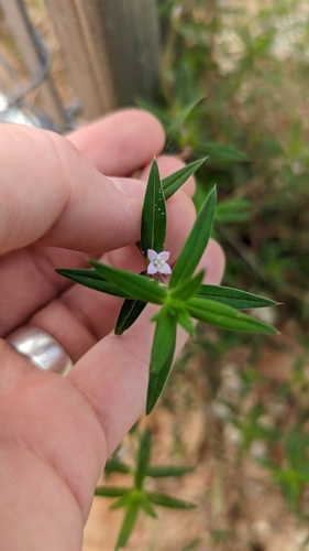 Hexasepalum teres, photograph 4