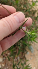 Hexasepalum teres, photograph Nautilus 211, CC0, iNaturalist via GBIF