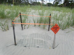 Caretta caretta