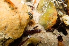 Actiniidae