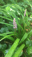 Liriope muscari