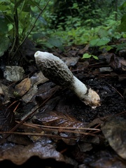 Phallus ravenelii