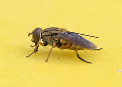 Parhelophilus divisus