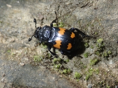 Nicrophorus vespilloides