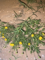 Thymophylla pentachaeta