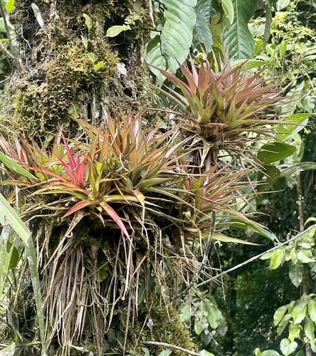 Guzmania angustifolia (Guzmania angustifolia)