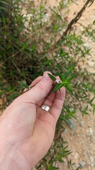 Hexasepalum teres, photograph Nautilus 211, CC0, iNaturalist via GBIF
