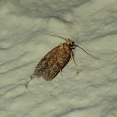 Agonopterix thelmae