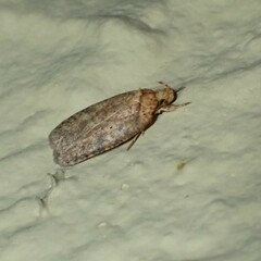 Agonopterix thelmae