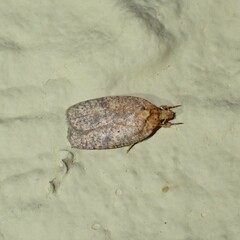 Agonopterix thelmae
