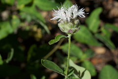 Monardella odoratissima pallida