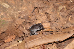 Leptobrachium smithi