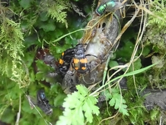 Nicrophorus vespilloides