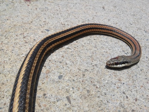Pacific Patchnose Snake