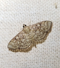 Herpetogramma pertextalis