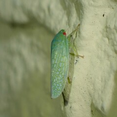 Gyponana