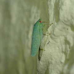 Gyponana