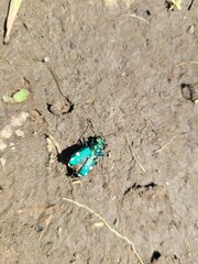 Cicindela sexguttata