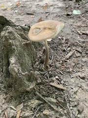 Oudemansiella